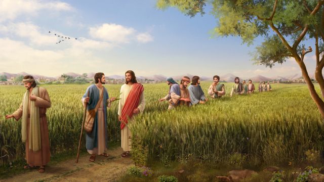 Por qué Jesucristo nuestro Señor permitió a sus discípulos arrancar espigas  para comer en el día de reposo? – El amor de Dios